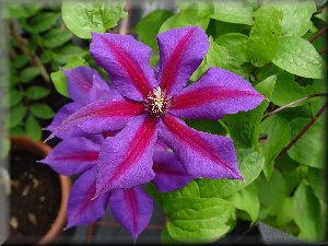 Clematis photograph