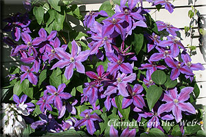 Clematis photograph