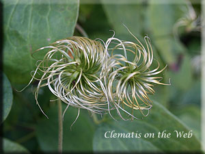 Clematis photograph