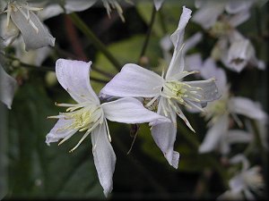 Clematis photograph