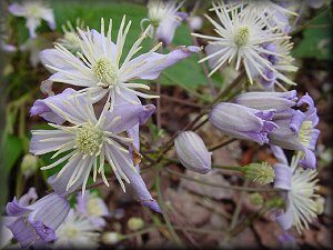 Clematis photograph