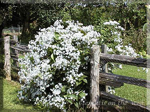 Clematis photograph