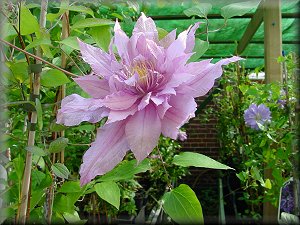 Clematis photograph