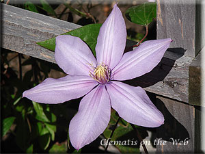 Clematis photograph