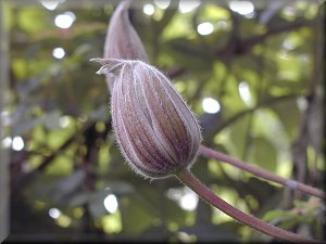 Clematis photograph