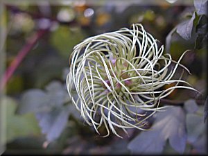 Clematis photograph