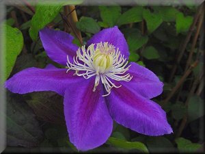 Clematis photograph