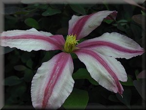 Clematis photograph