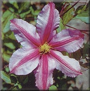 Clematis photograph