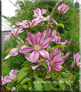 Clematis photograph