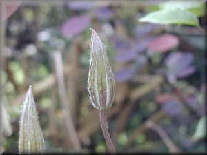 Clematis photograph