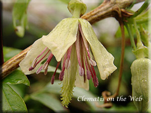 Clematis photograph