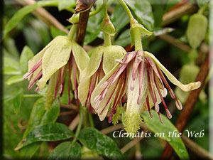 Clematis photograph