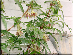 Clematis photograph