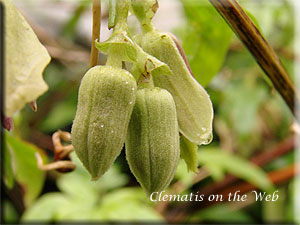 Clematis photograph