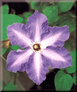 Clematis photograph