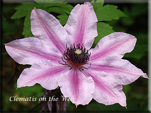 Clematis photograph