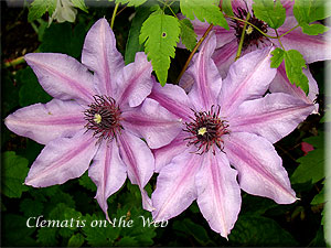 Clematis photograph