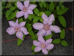 Clematis photograph