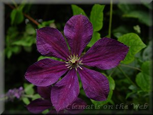 Clematis photograph