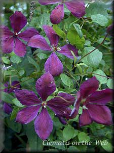 Clematis photograph