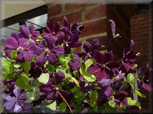 Clematis photograph