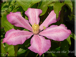 Clematis photograph