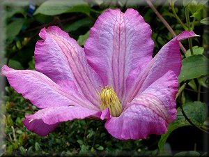 Clematis photograph