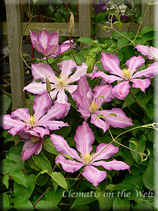 Clematis photograph