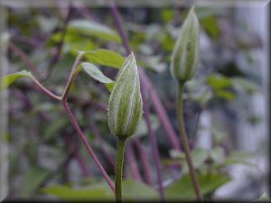 Clematis photograph