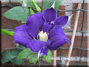 Clematis photograph