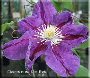 Clematis photograph