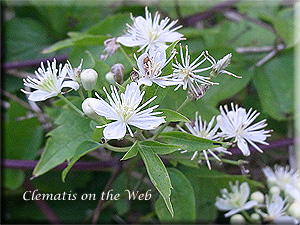 Clematis photograph