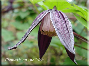 Clematis photograph