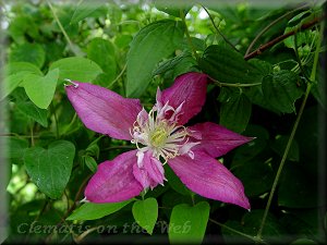 Clematis photograph