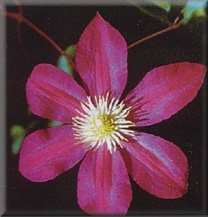 Clematis photograph