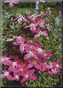 Clematis photograph