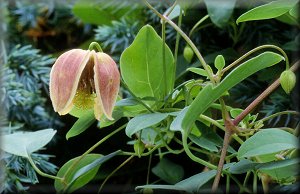 Clematis photograph