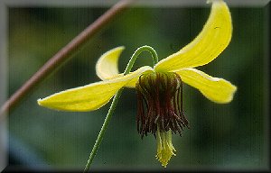 Clematis photograph