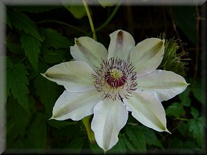 Clematis photograph