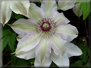 Clematis photograph