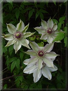 Clematis photograph