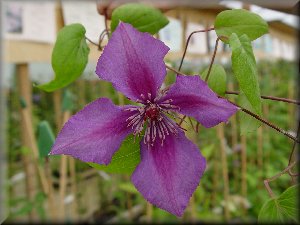 Clematis photograph