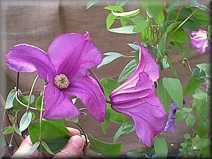 Clematis photograph