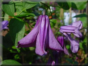 Clematis photograph