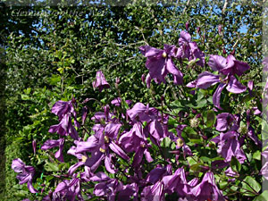 Clematis photograph