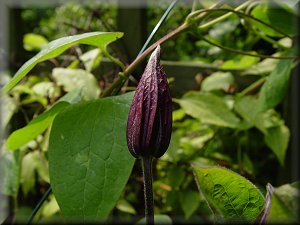 Clematis photograph