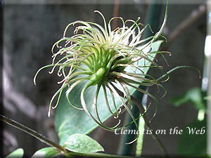 Clematis photograph