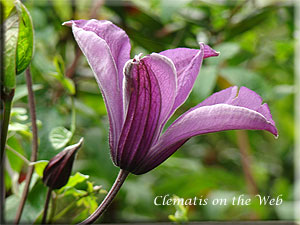 Clematis photograph