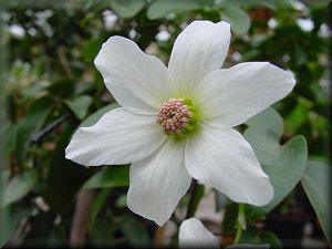 Clematis photograph